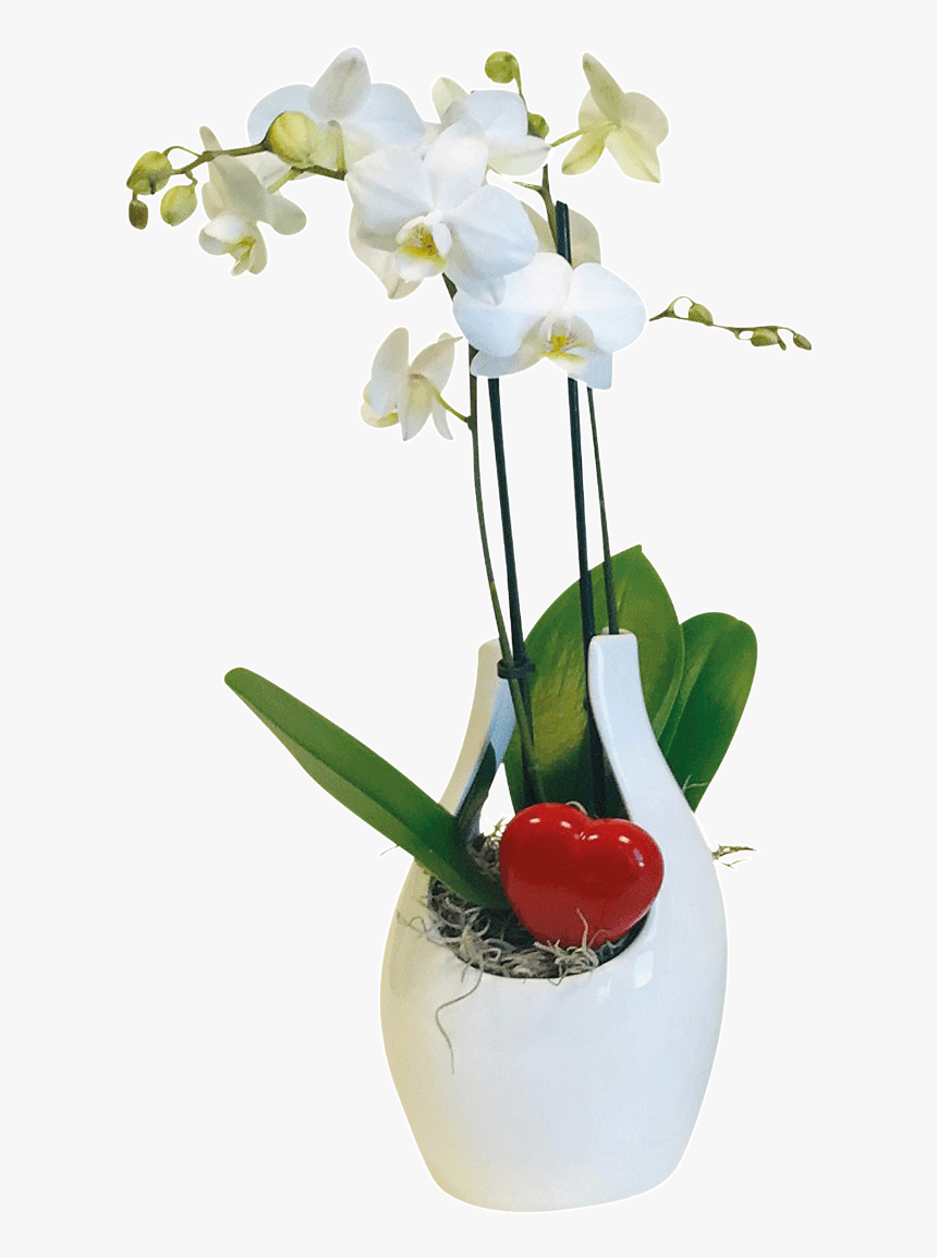 Moth Orchid, HD Png Download