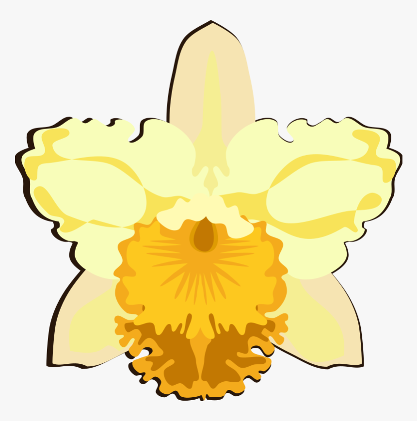 Cattleya-07l - Cattleya Orchids, HD Png Download