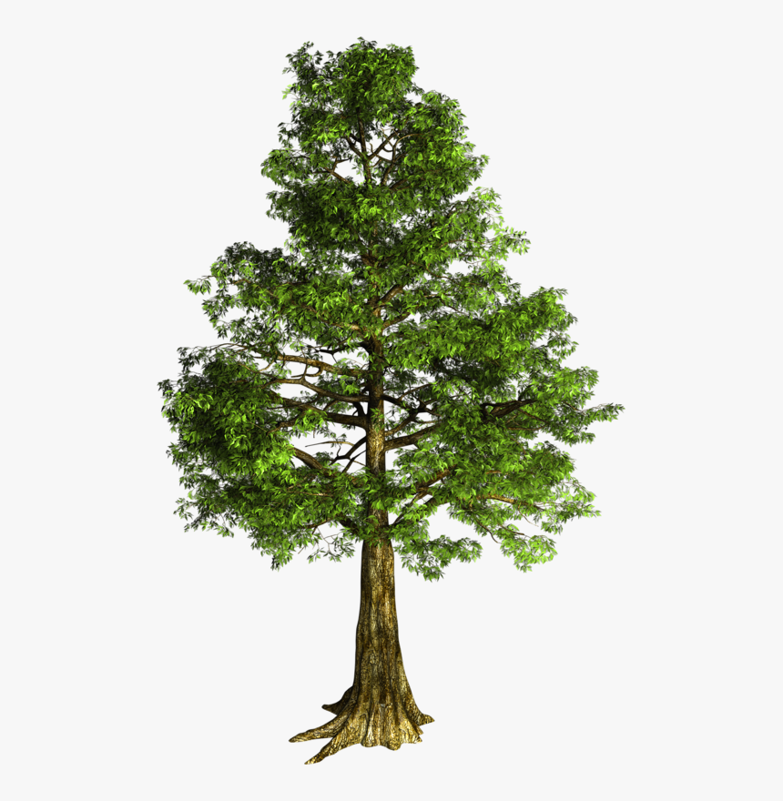 Arbre Détouré , Png Download - Transparent Bald Cypress Png, Png Download