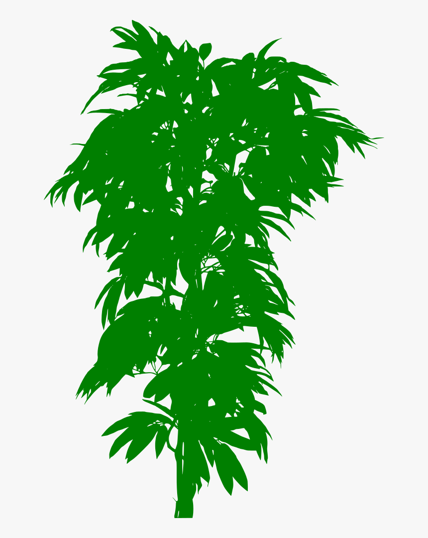 Silhouette Arbre - Manguier En Pot, HD Png Download