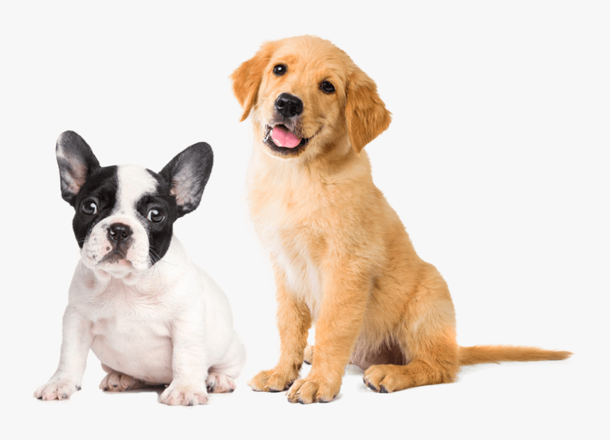 Dogs Golden Retriever Puppy, HD Png Download