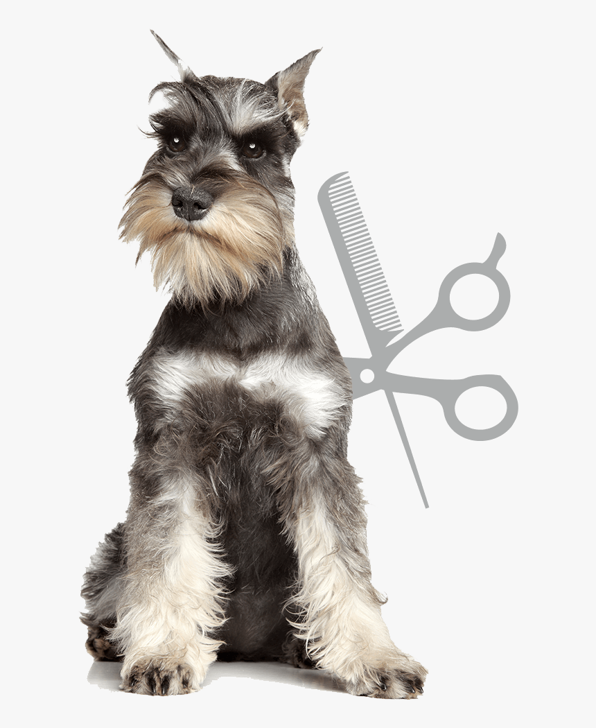 Artículos Para Mascotas - Best Dog Wedding Bandana, HD Png Download