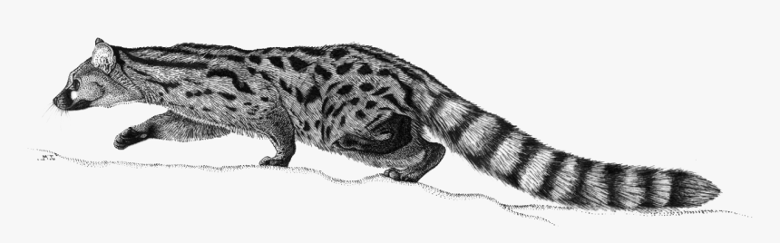 Excremento De Gineta, HD Png Download