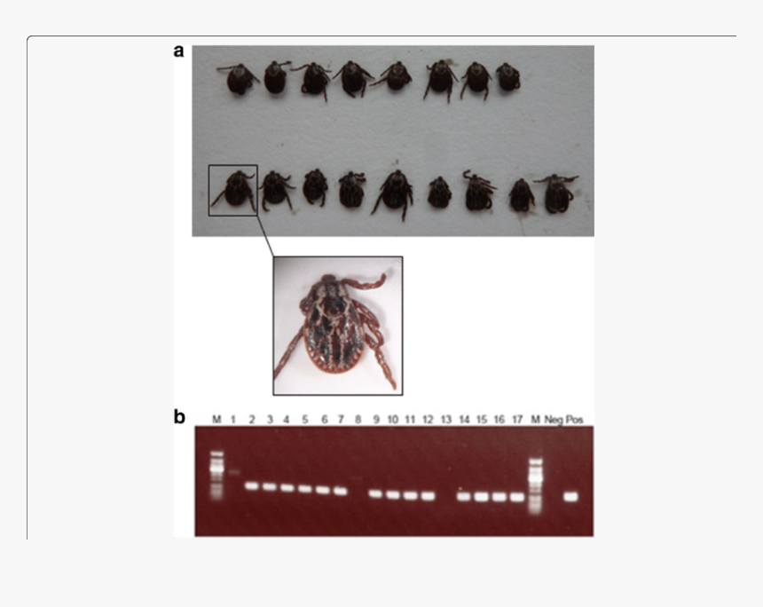 Leaf Beetle, HD Png Download