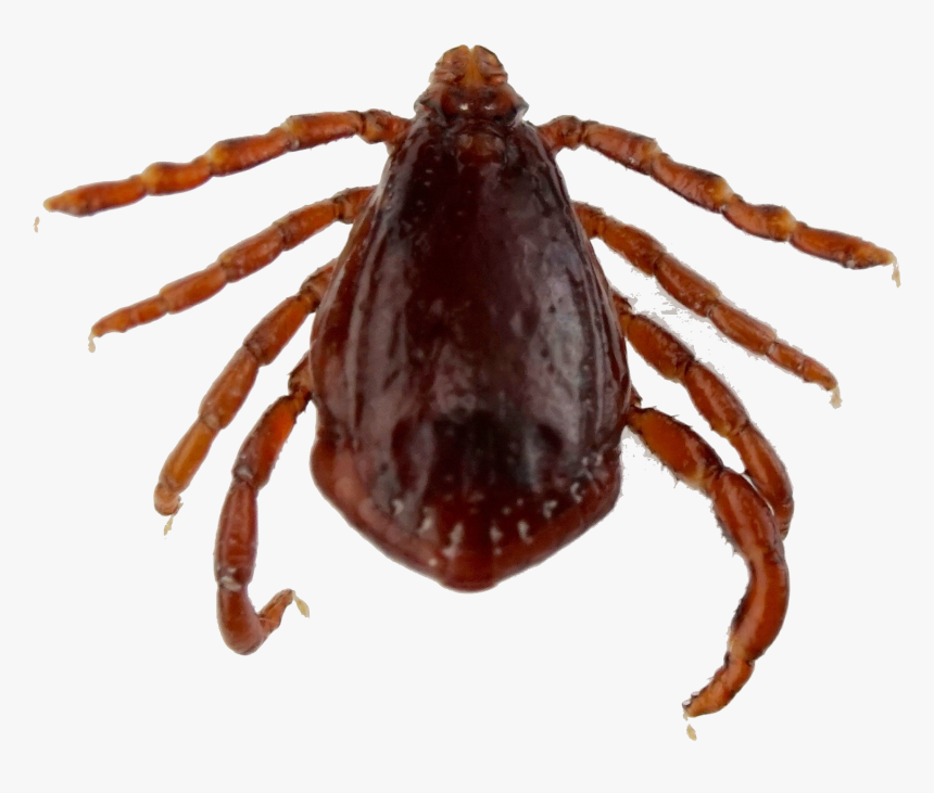 Testimonial - Araneus, HD Png Download