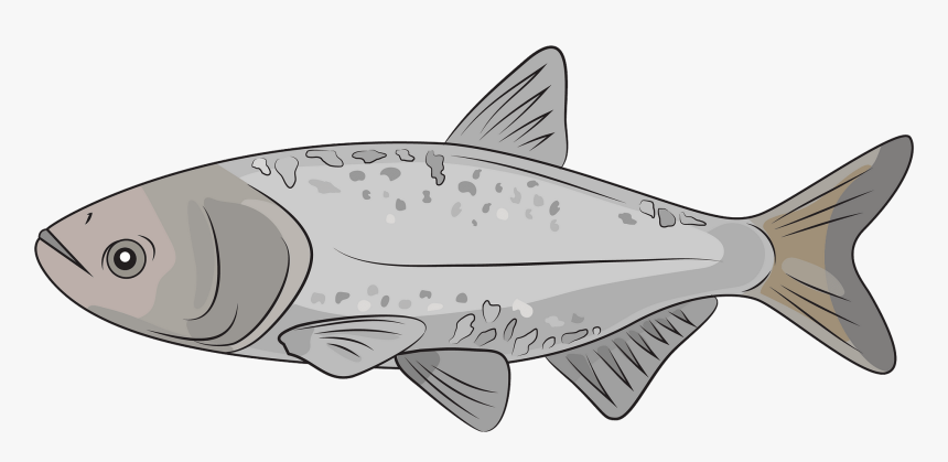 Giant Carp, HD Png Download