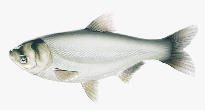 Silver Carp Illustration - Coregonus Lavaretus, HD Png Download