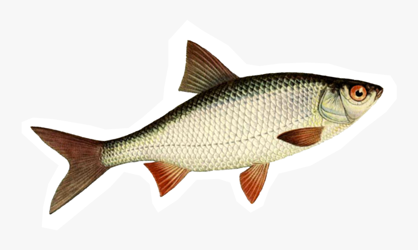 Transparent Kontakt Clipart - Giant Carp, HD Png Download