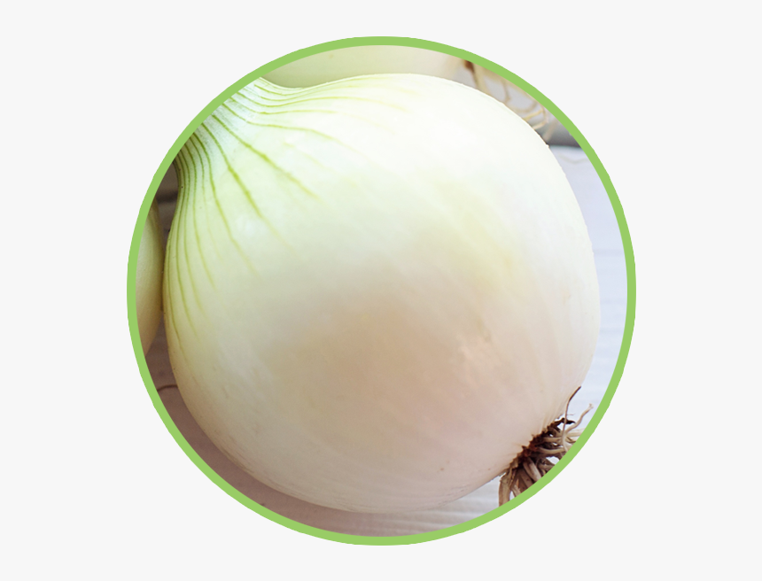 Bean Sprouts, HD Png Download