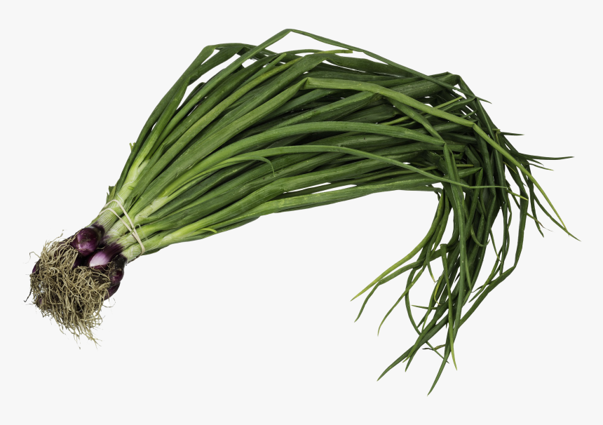 Planta De Cebolla De Verdeo , Png Download - Onion Welsh, Transparent Png