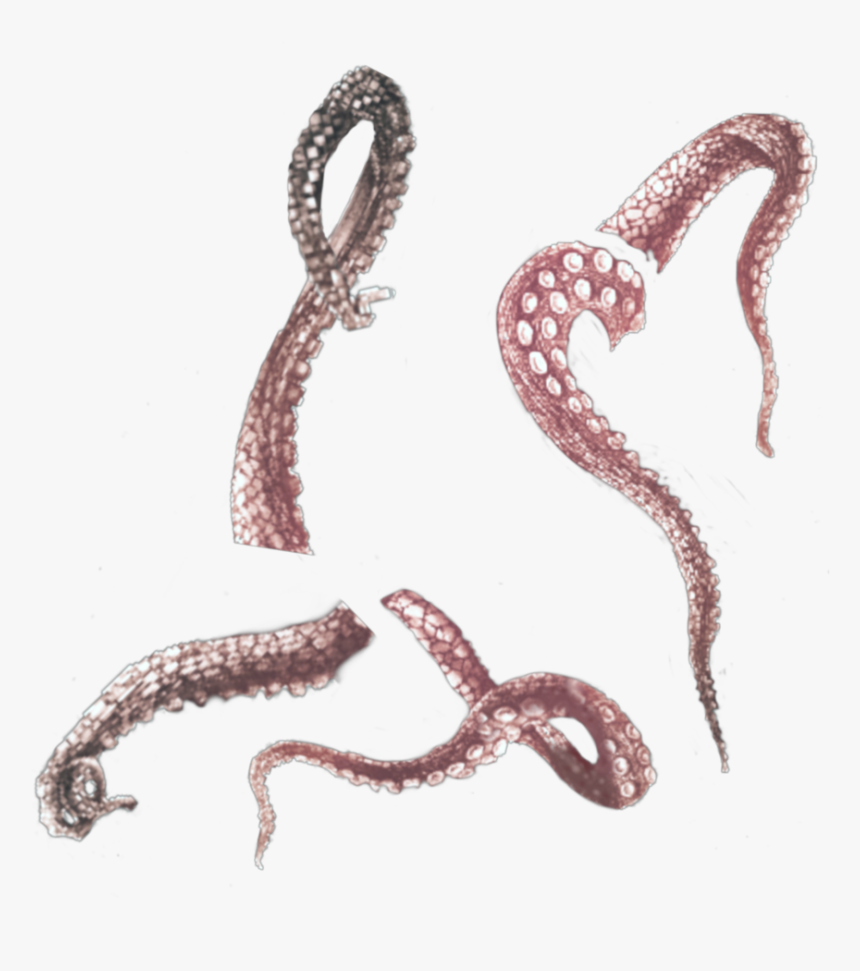 #tentacles #tentacle #octopus #octopuss #ocean #nautre - Illustration, HD Png Download