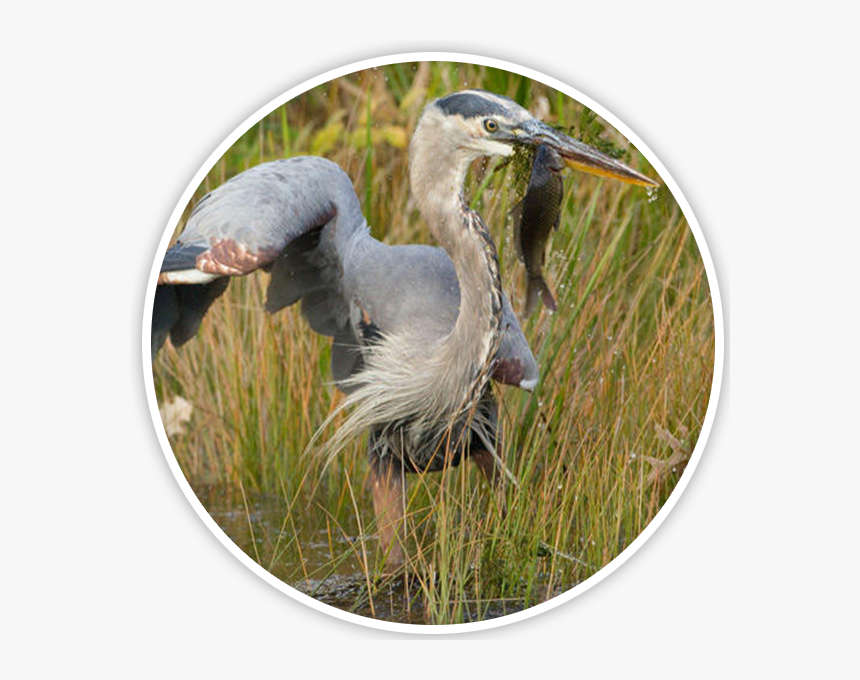 Great Blue Heron, HD Png Download