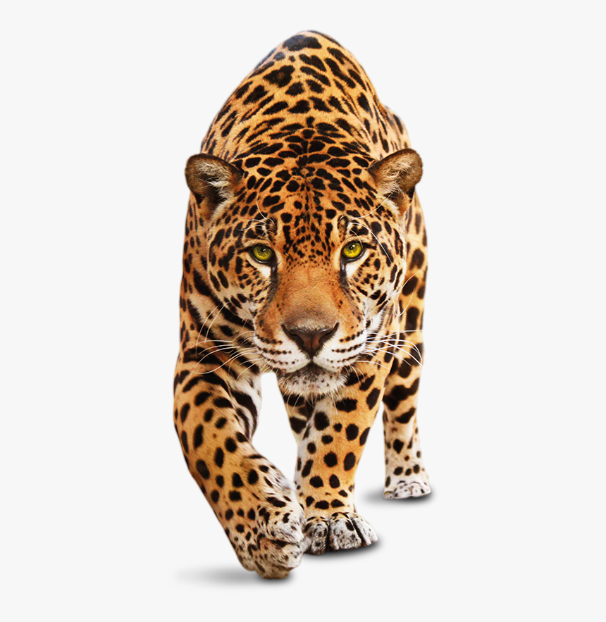 Sometimes It Just Feels Like A Drop In The Ocean - Animal .png, Transparent Png