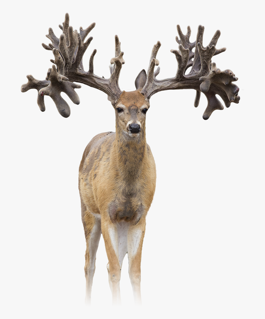 Antler, HD Png Download