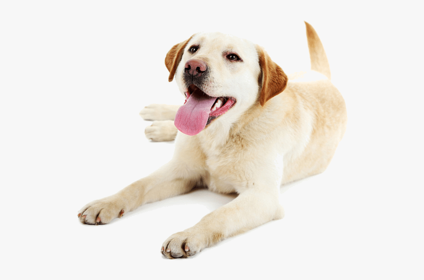 Lowercase Letter Flash Cards, HD Png Download