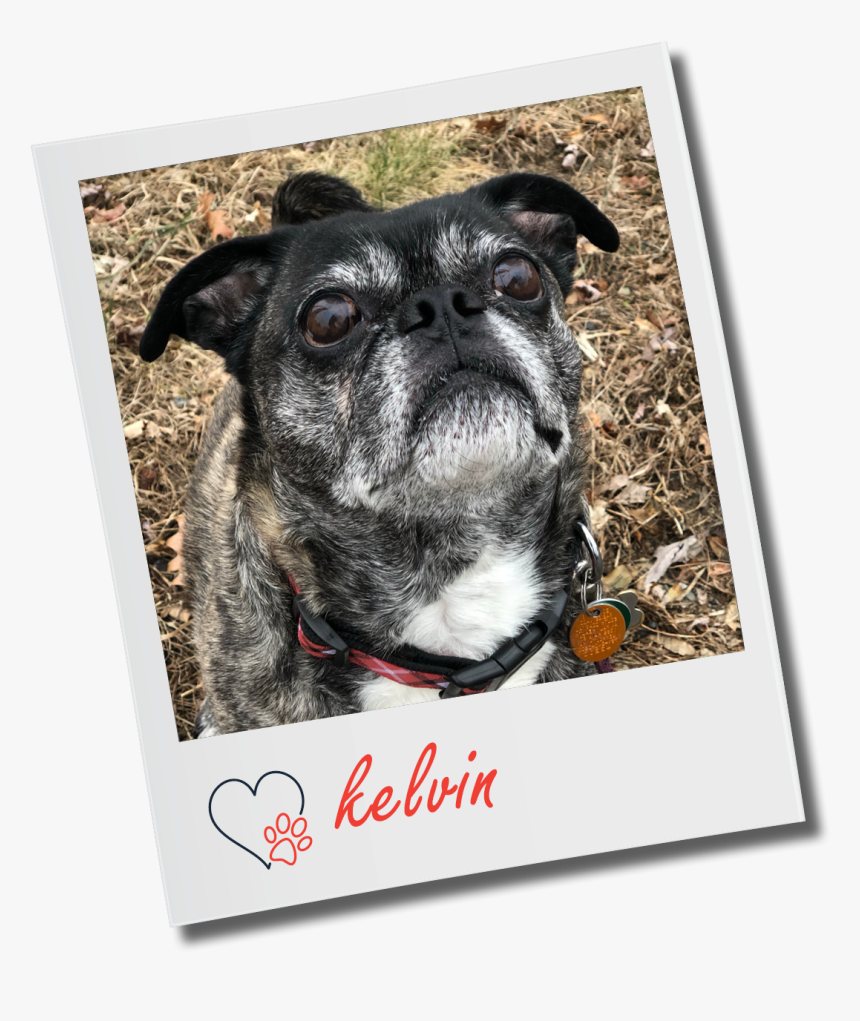 Boxer, HD Png Download