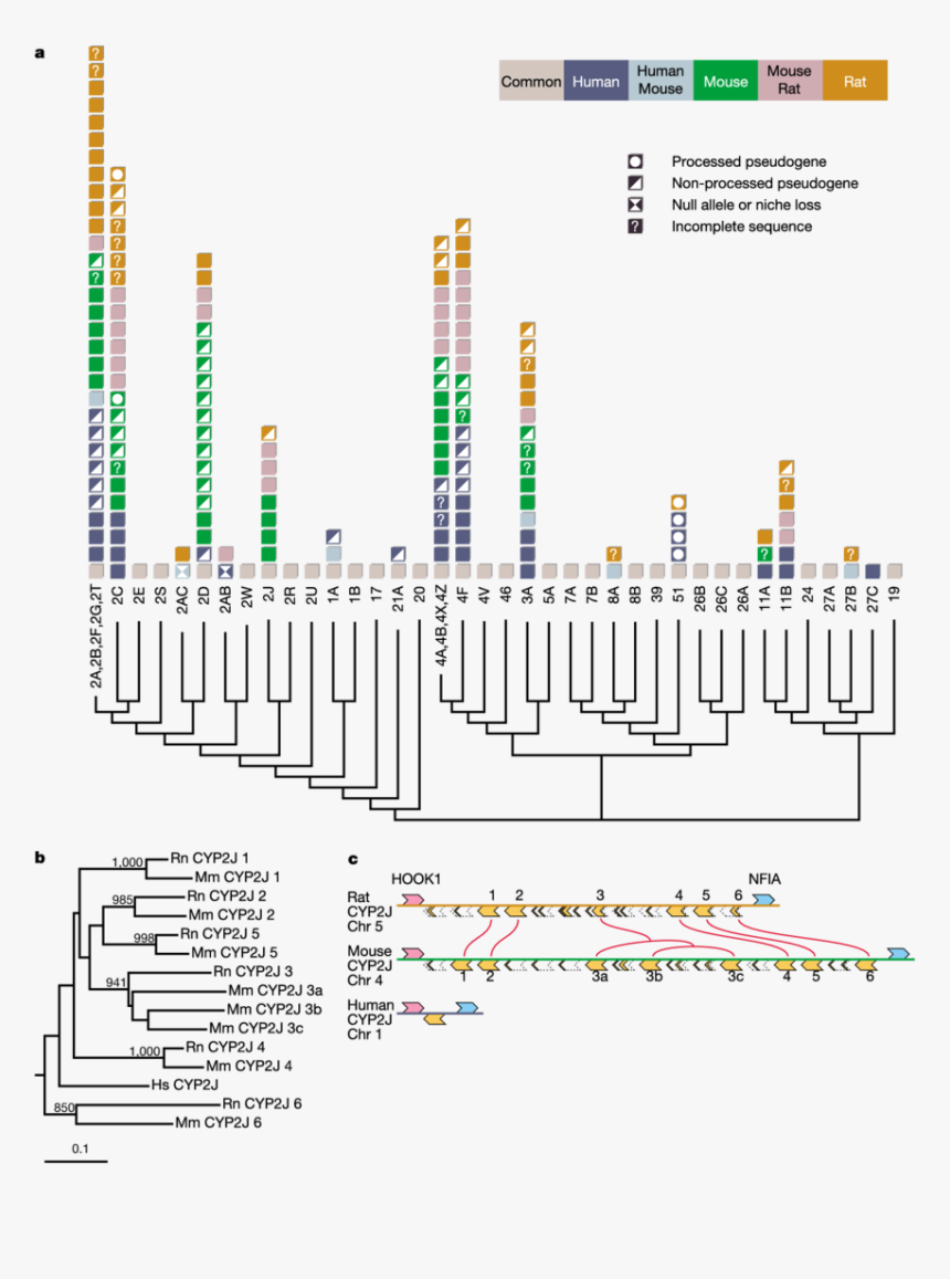 Diagram, HD Png Download