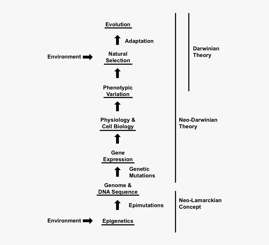 Darwin Proposed Evolution Occurred, HD Png Download
