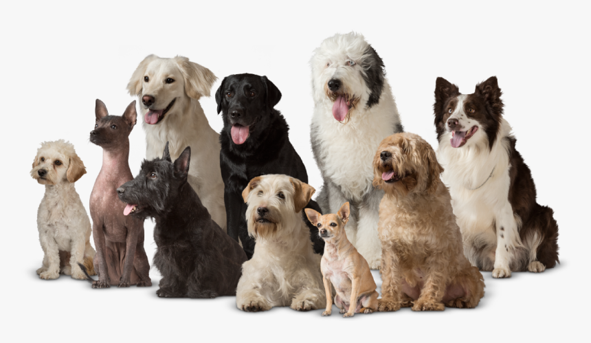 Companion Dog, HD Png Download