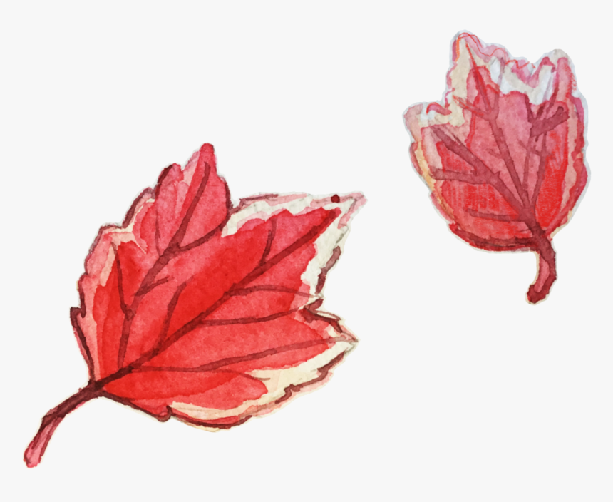 Here Are Some Watercolor Leaves For The Fall - Maple Leaf, HD Png Download