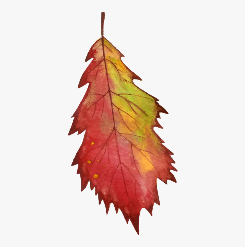 Vector Watercolor Fall Leaves, HD Png Download
