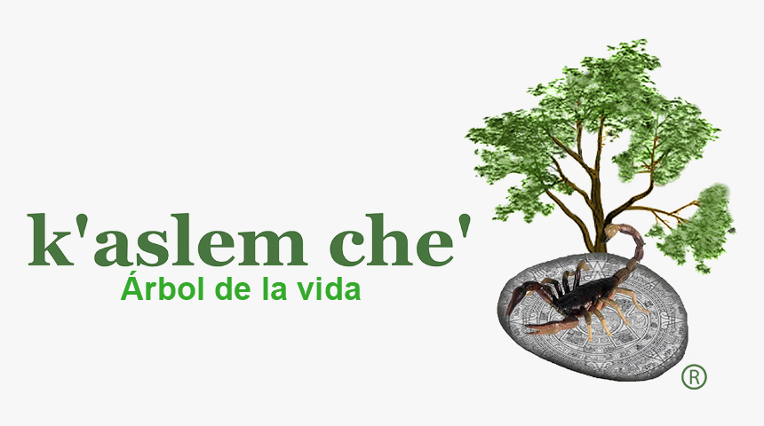 Ximenia Americana L - Dibujo De Arbol, HD Png Download