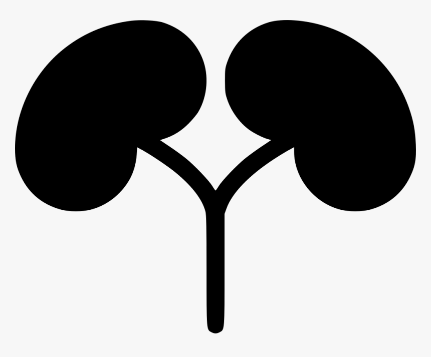 Kidneys - Illustration, HD Png Download