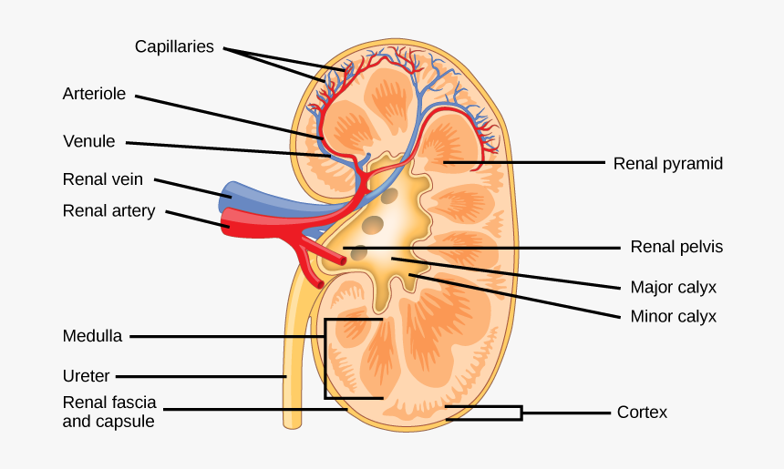 Nephron Drawing Outline - Kidney Structure, HD Png Download