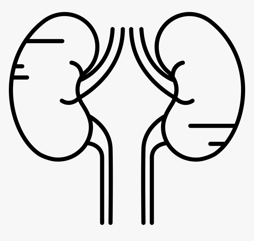 Two Kidneys - Kidneys Black And White, HD Png Download