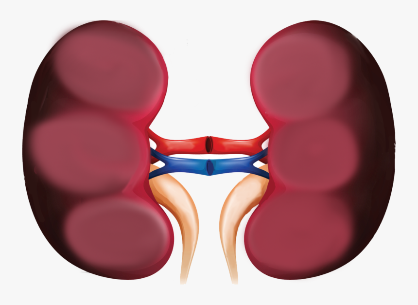 Clip Art, HD Png Download