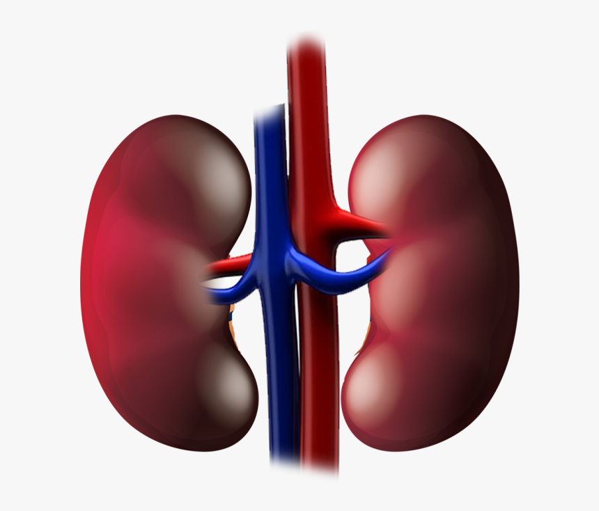 Circle, HD Png Download