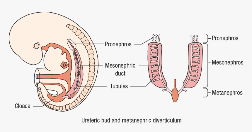 Diagram, HD Png Download