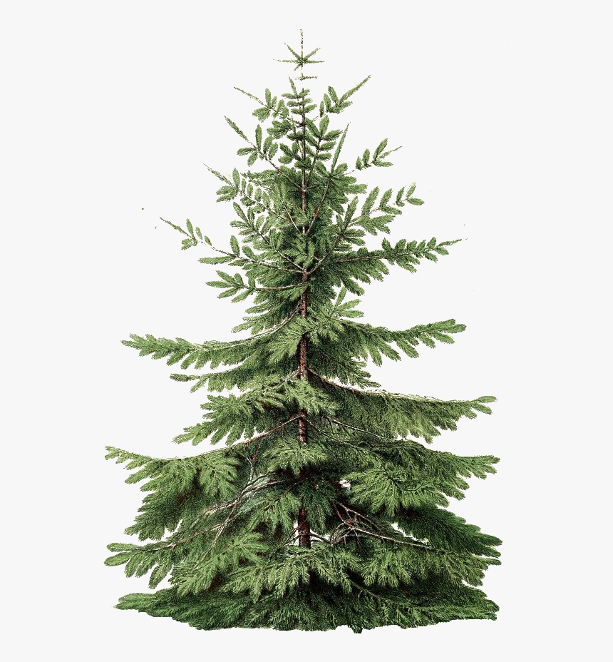 Un Arbol Para Tus Imagenes Navideñas En Estilo Vintage - Pine Tree Botanical Print, HD Png Download