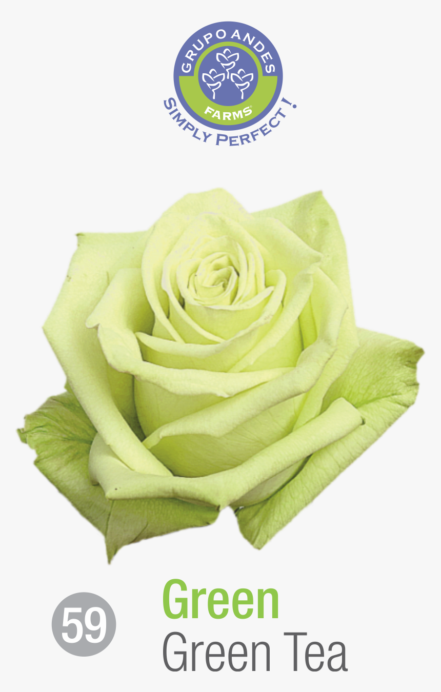 Rosa Variedad Green Tea, HD Png Download