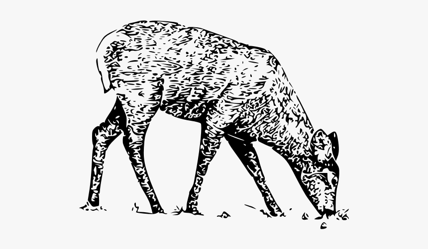 Fawn Line Art Vector Illustration - White Tailed Deer, HD Png Download