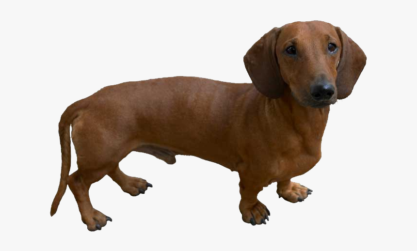 Dachshund Png - Dog Like Hot Dog, Transparent Png