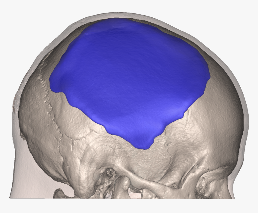 Skull, HD Png Download