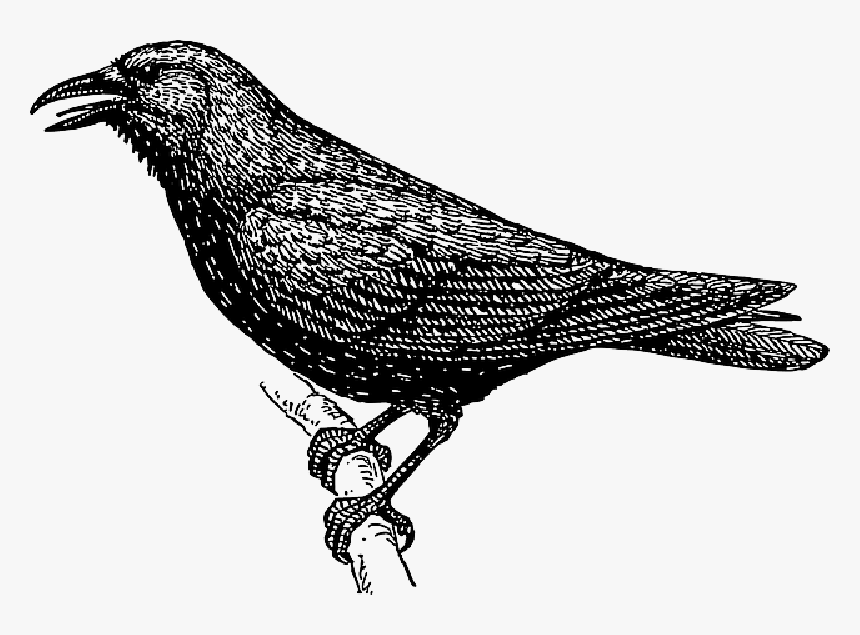 Drawing, Bird, Branch, Crow, Wings, Tail, Feathers - Crow Clipart Black And White, HD Png Download