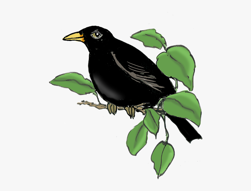 Blackbird, HD Png Download