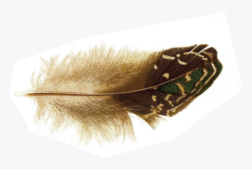 Bird Feather, HD Png Download