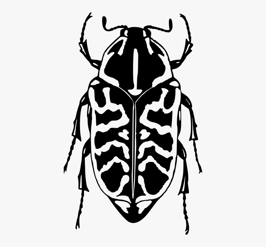 Ladybird Outline 19, Buy Clip Art - Scolyte Png, Transparent Png