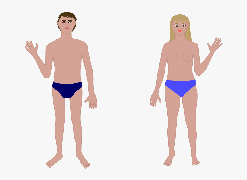 Transparent Human Chest Clipart - Human Body Png Clipart, Png Download