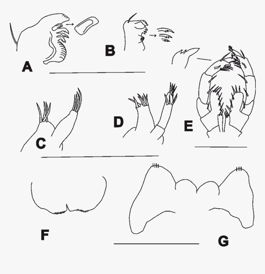 Line Art, HD Png Download