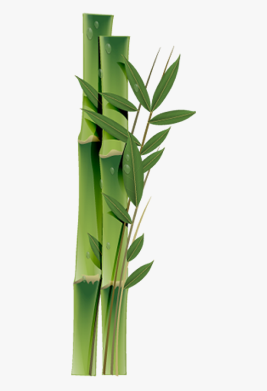 Bamboo, HD Png Download
