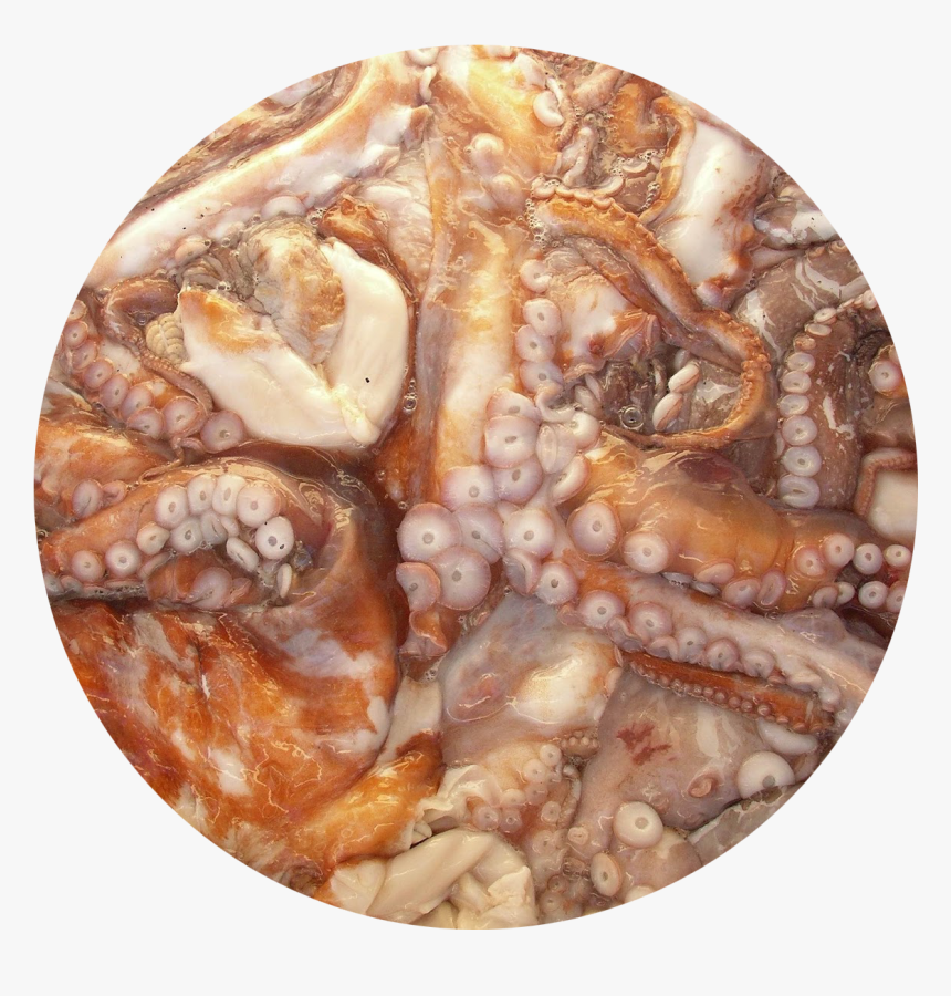 Octopus.png, Transparent Png