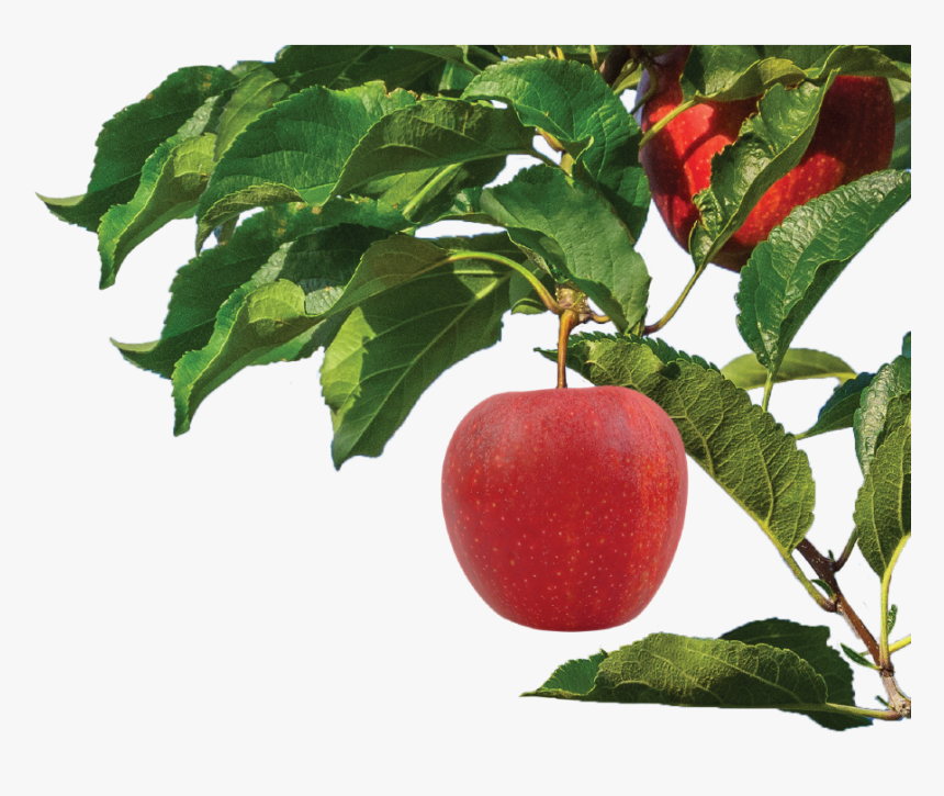 Apple, HD Png Download