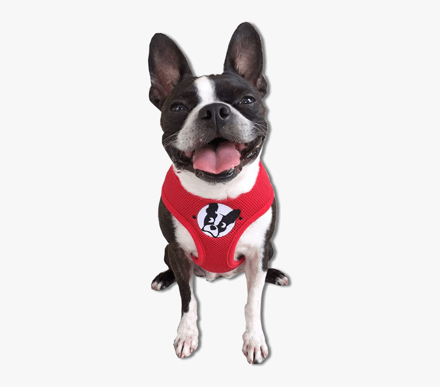 Boston Terrier, HD Png Download