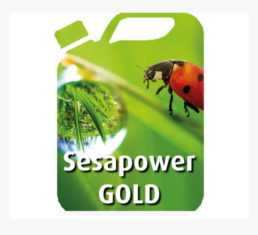 Sesapower Gold Can - Kalendarz 2019 Z Ks Twardowskim, HD Png Download