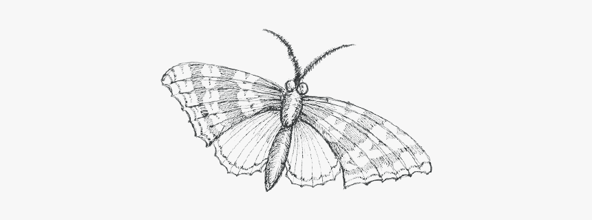 Papilio Machaon, HD Png Download