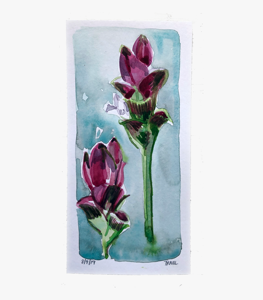 Tulip, HD Png Download